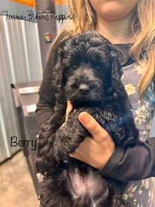 Berry