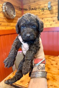 Cali