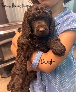 Samee (aka Dwight)