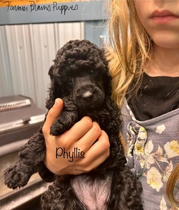 Winnie (aka Phyllis)