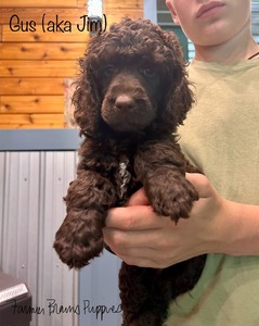 Gus (aka Jim)