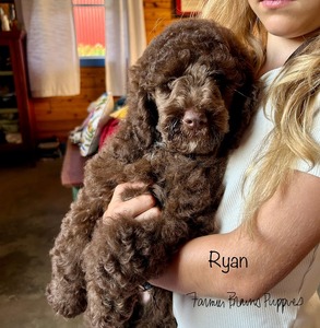 Ryan