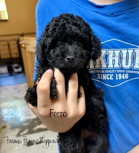Ferro