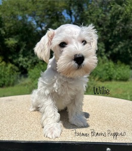 Willie