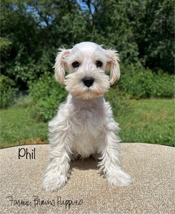 Phil