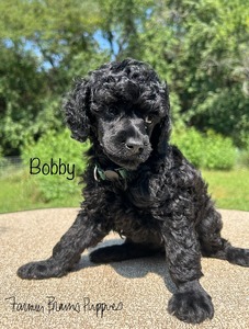 Bobby