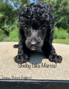 Shelby (aka Marcia)