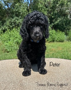 Peter