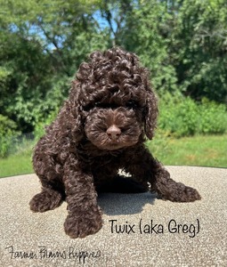 Twix (aka Greg)