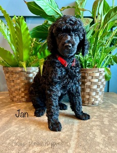 Jan