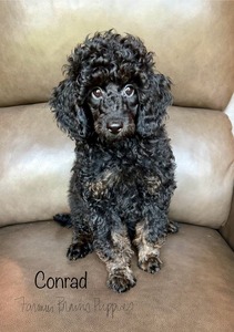 Conrad