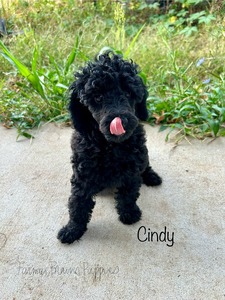 Cindy