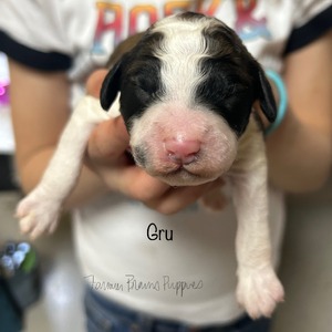 Gru