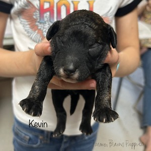 Kevin