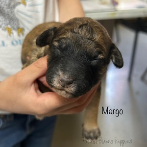 Margo