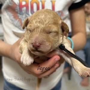 Agnes