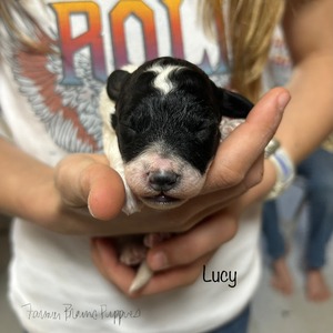 Lucy
