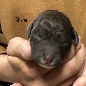 Shane