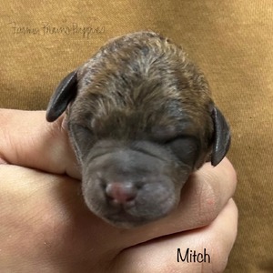 Mitch