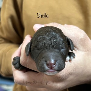 Sheila 