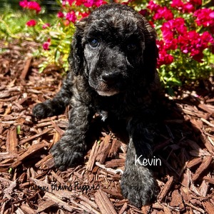 Kevin