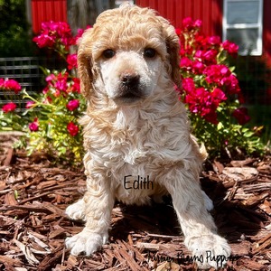 Edith