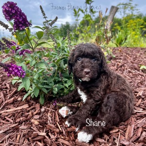 Shane