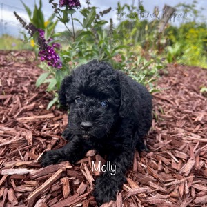 Molly 