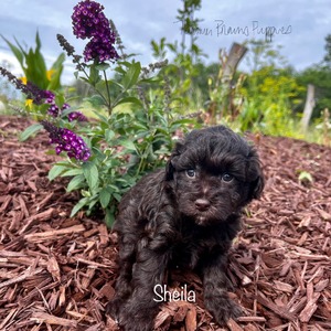 Sheila 