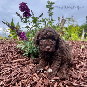 Brownie