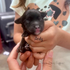 Andy