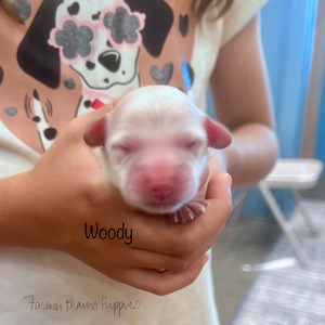 Woody