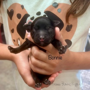 Bonnie