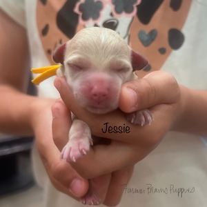 Jessie