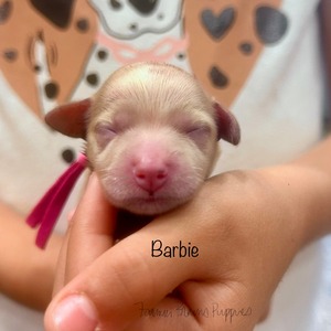 Barbie