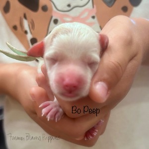 Bo Peep