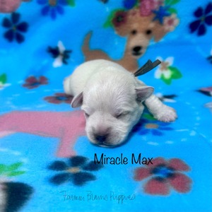 Miracle Max