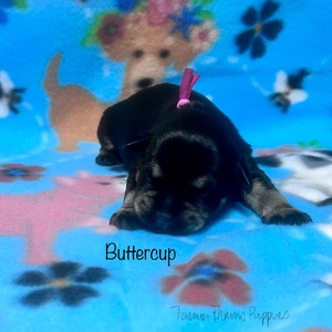 Buttercup