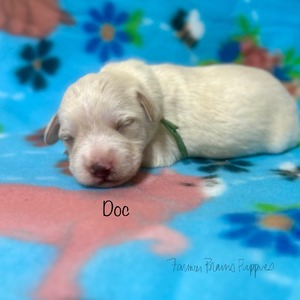 Doc
