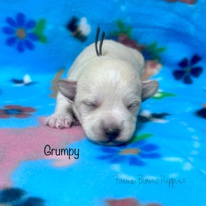 Grumpy