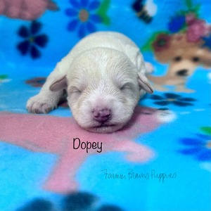 Dopey