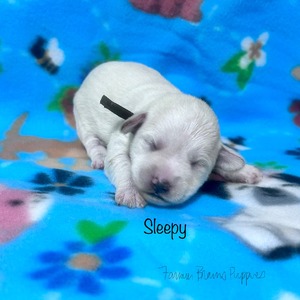 Sleepy