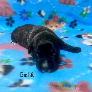 Bashful