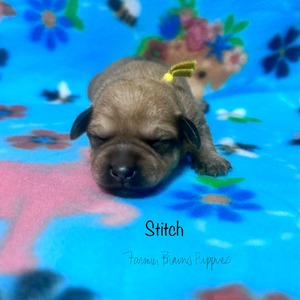 Stitch