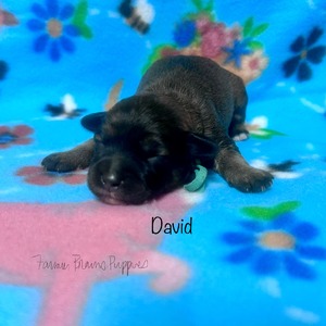 David