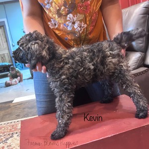 Kevin