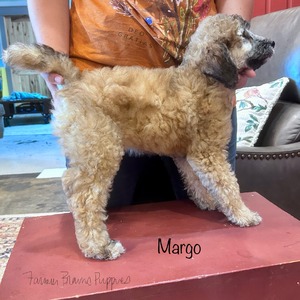 Margo