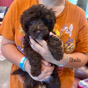 Sheila 