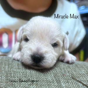 Miracle Max