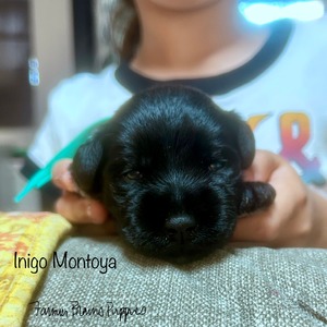 Inigo Montoya
